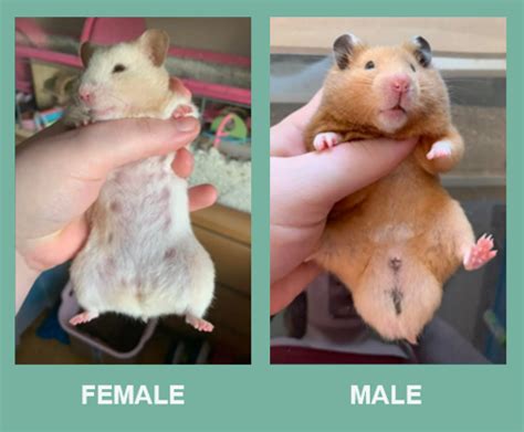 hamster penis|Hamster Anatomy & Body Parts: Healthy vs Problem